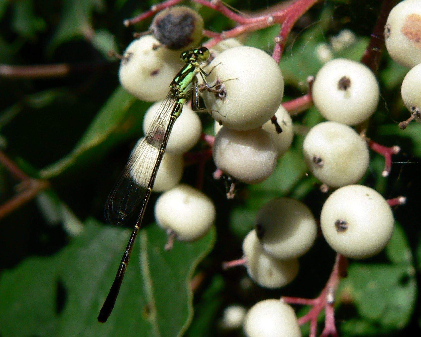Cornus racemosa