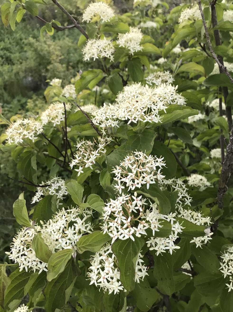 Cornus sanguinea