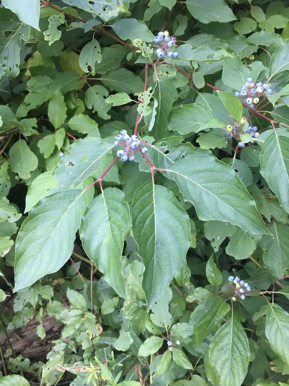 Cornus sericea