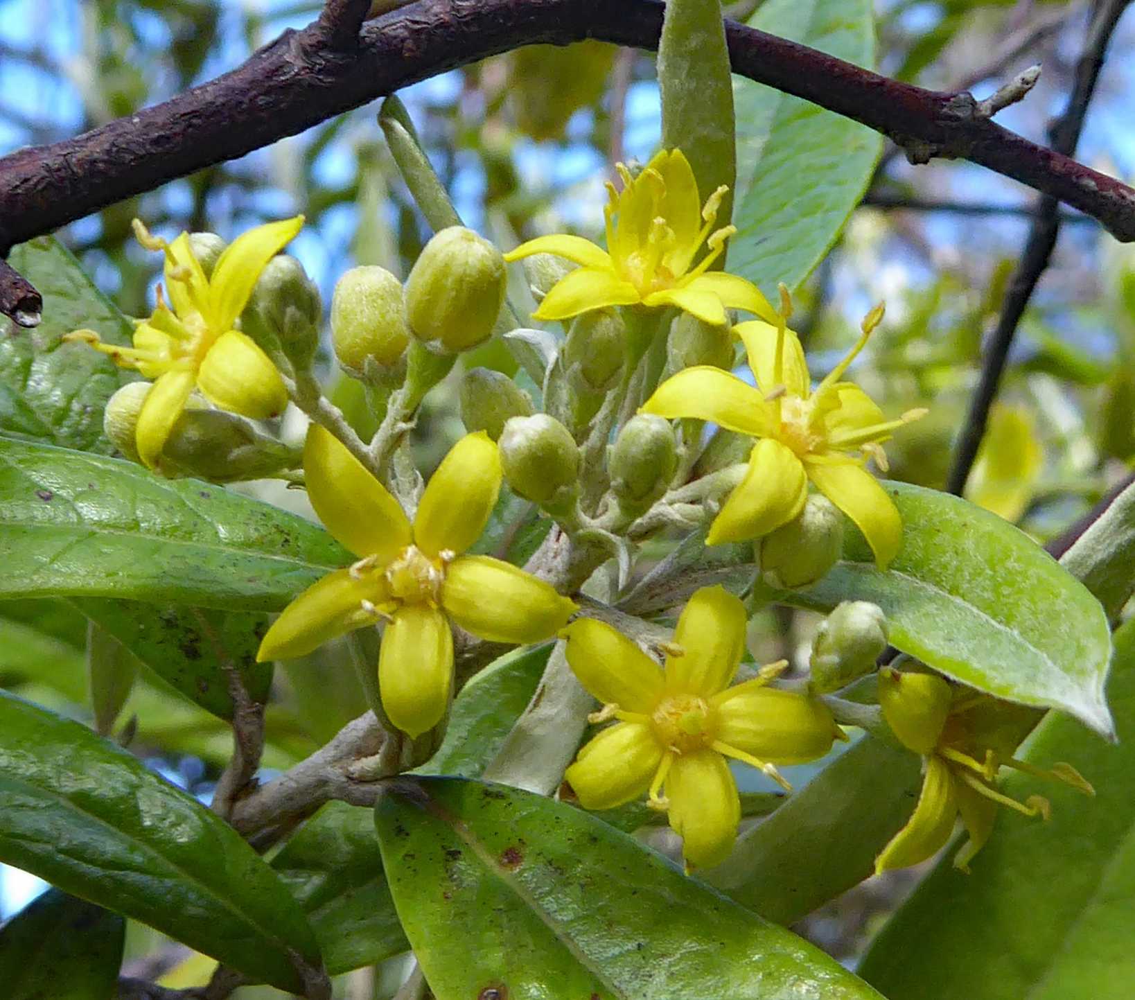 Corokia buddleioides