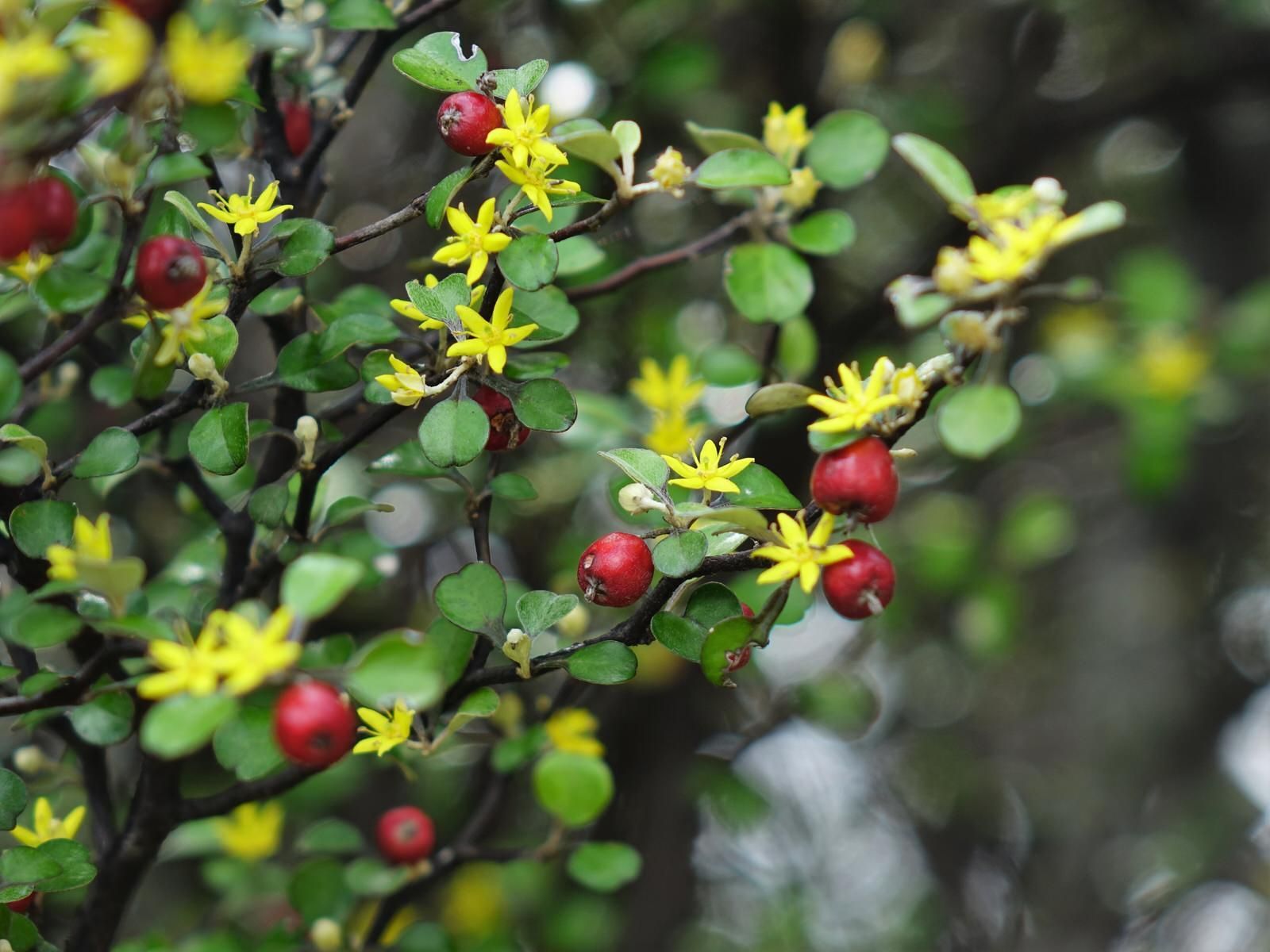 Corokia cotoneaster