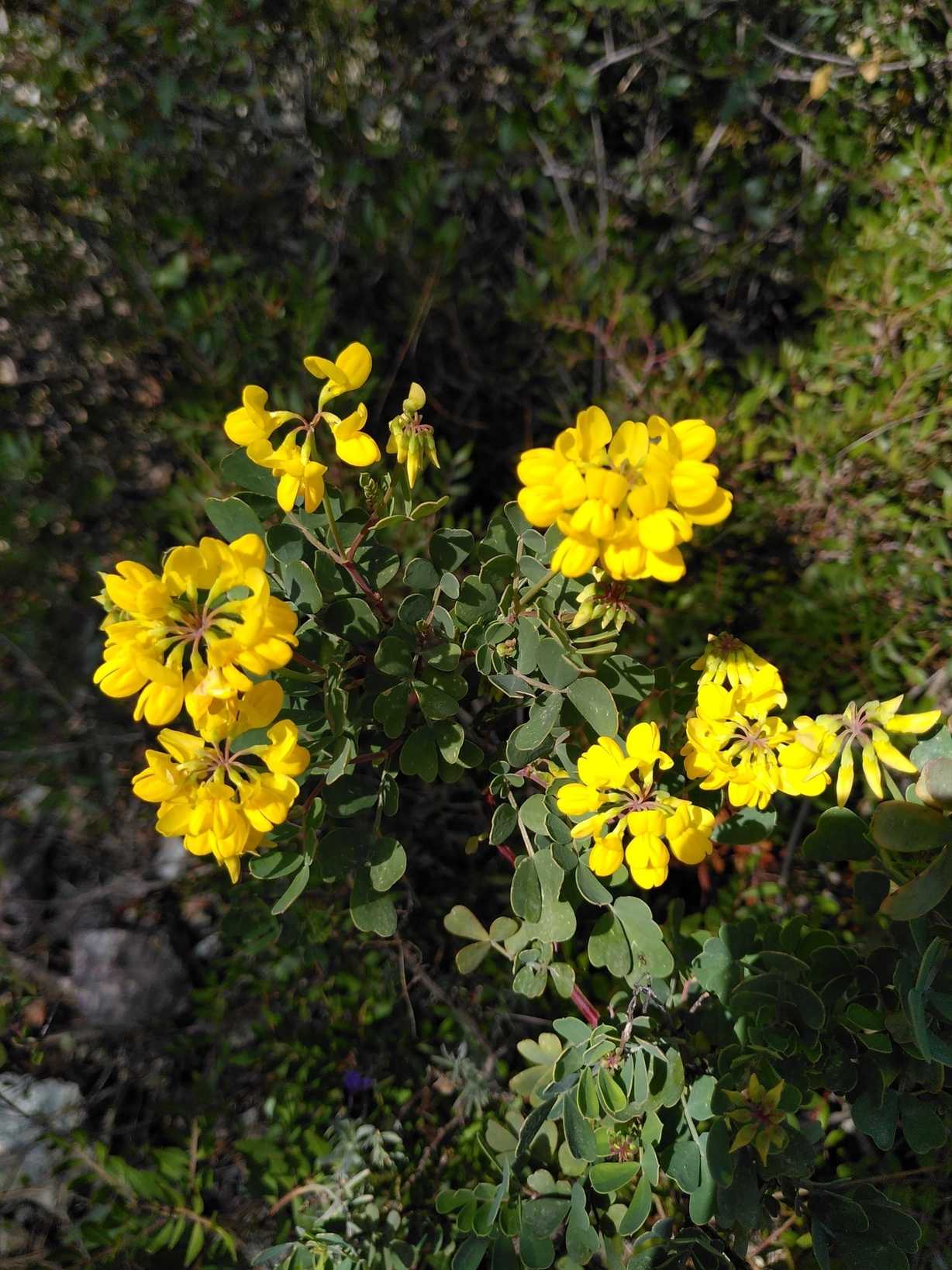 Coronilla valentina