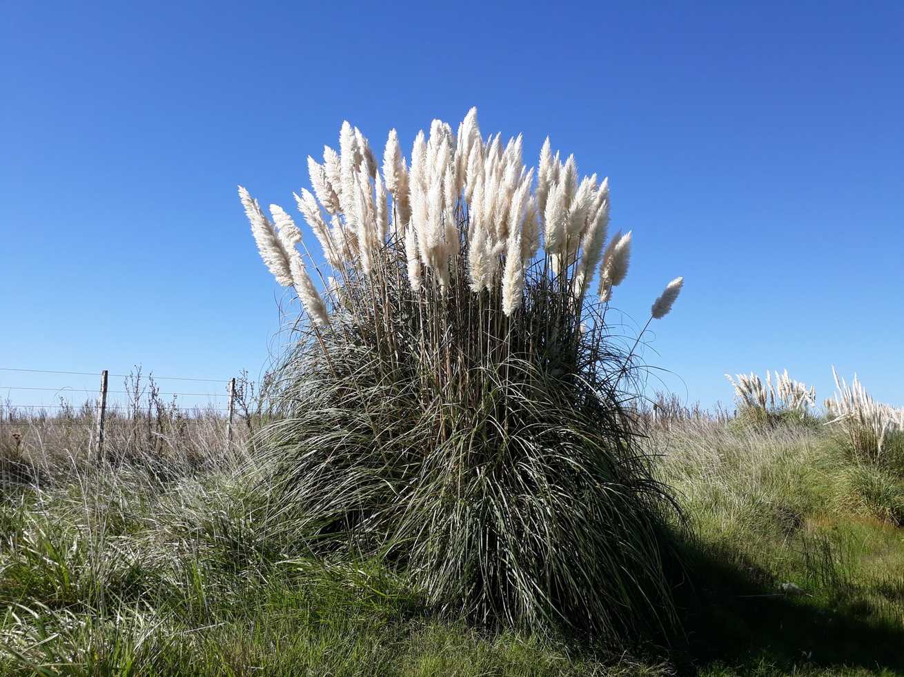 Cortaderia selloana