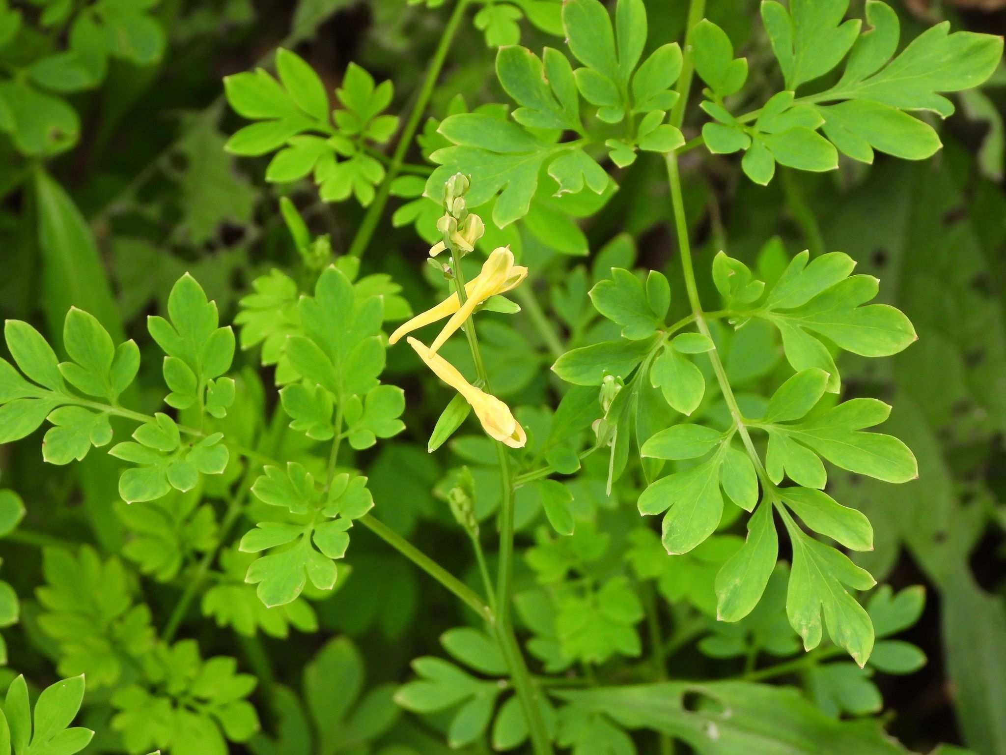 Corydalis raddeana