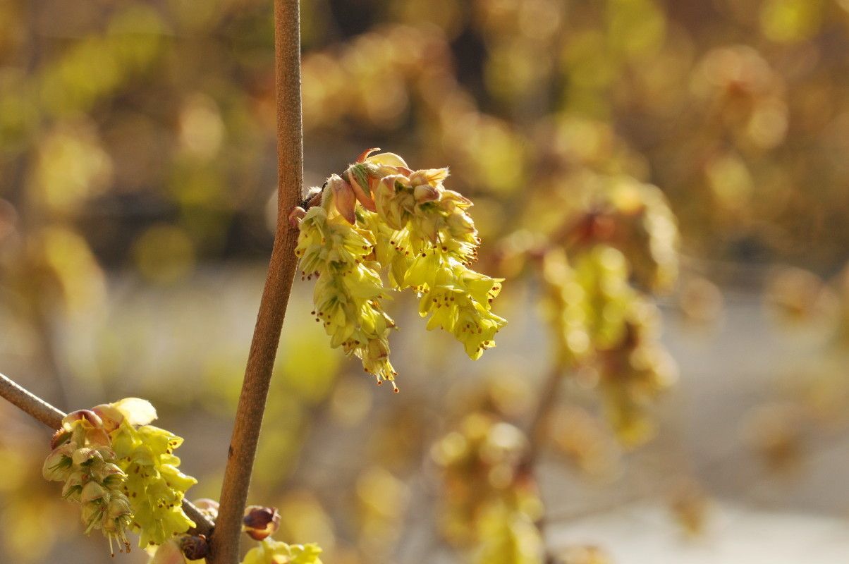 Corylopsis spicata