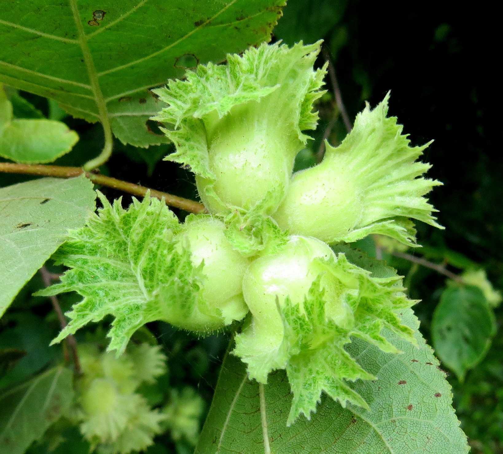 Corylus americana