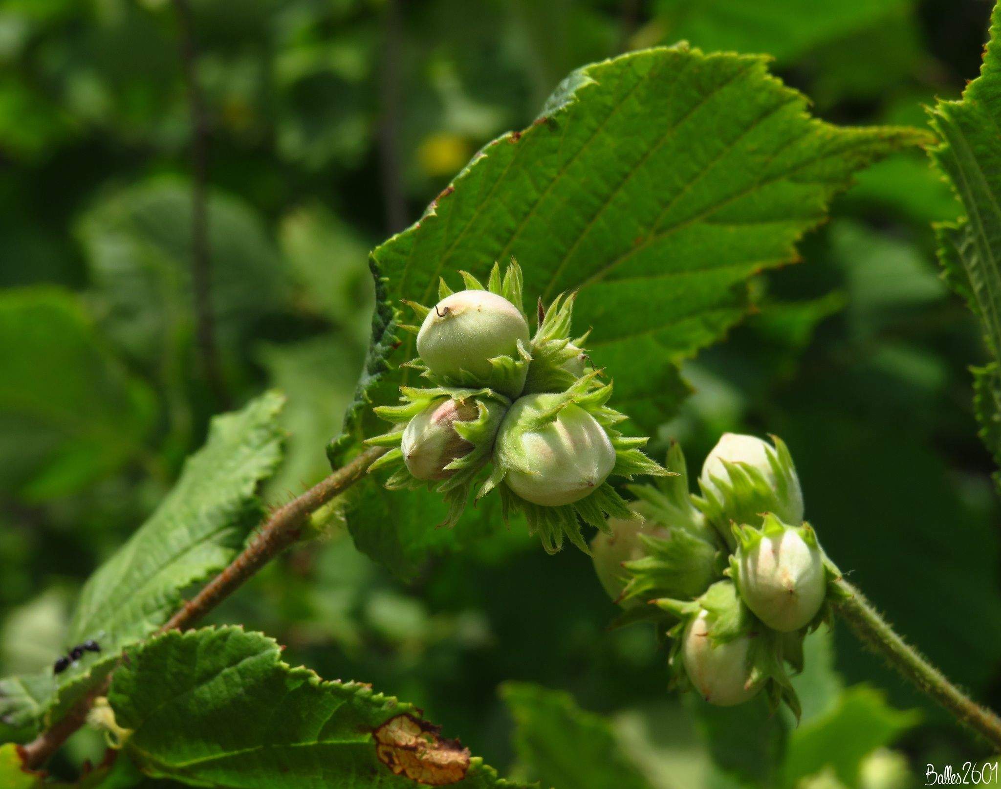 Corylus avellana