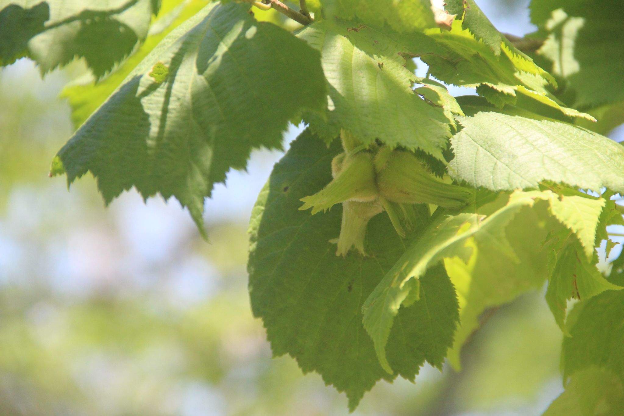 Corylus sieboldiana