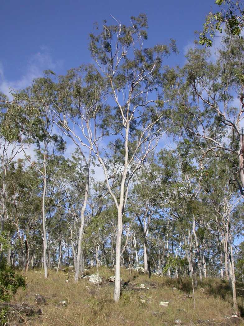 Corymbia citriodora