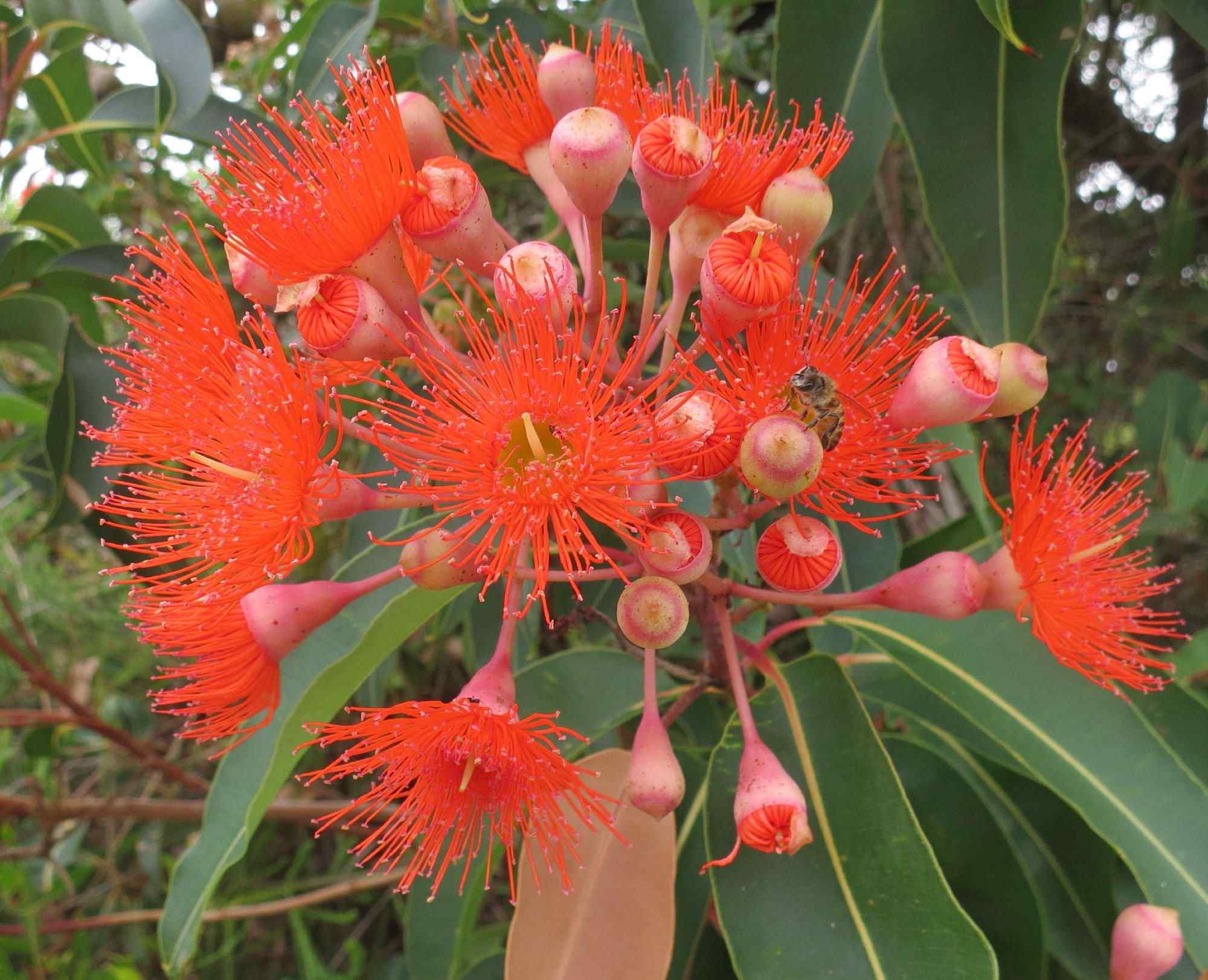 Corymbia ficifolia