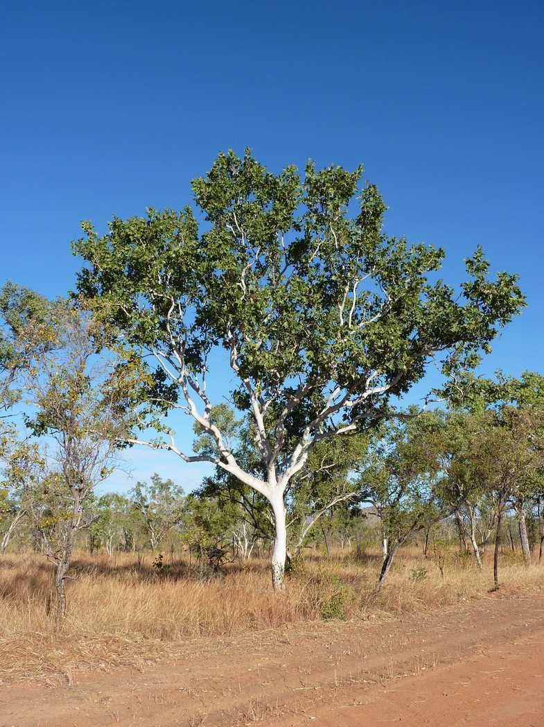 Corymbia grandifolia