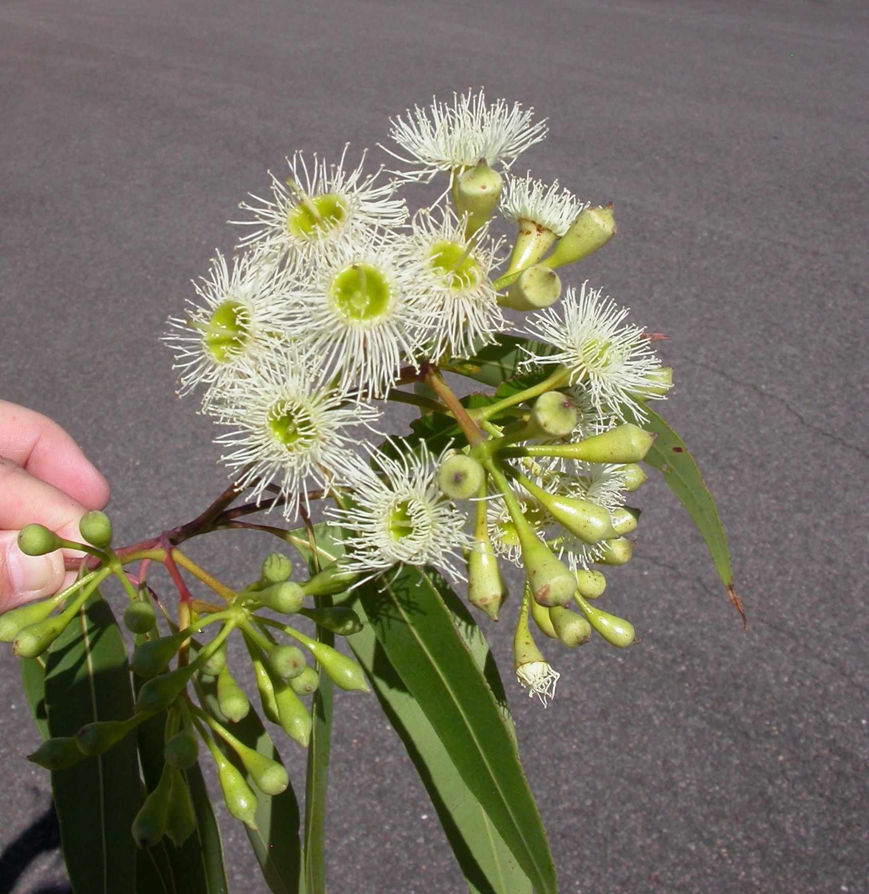 Corymbia gummifera