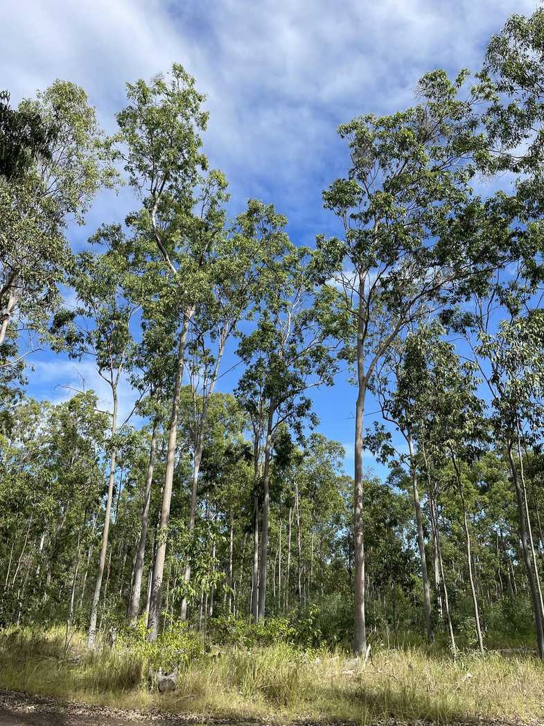 Corymbia henryi