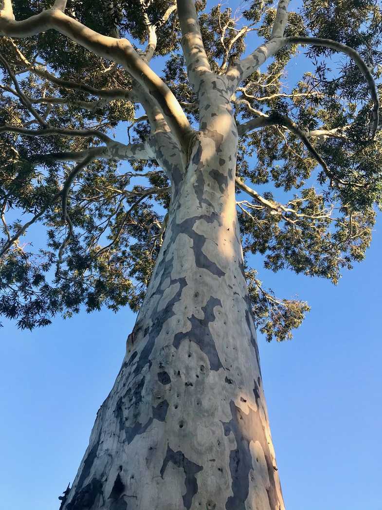 Corymbia maculata