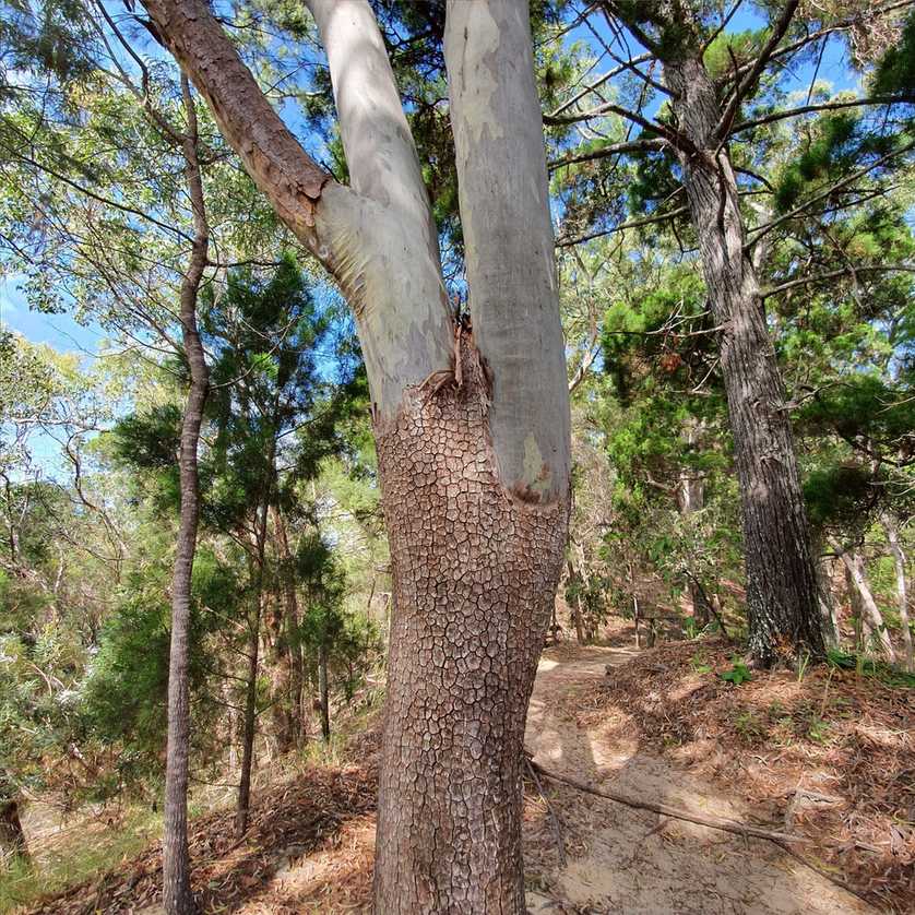 Corymbia tessellaris
