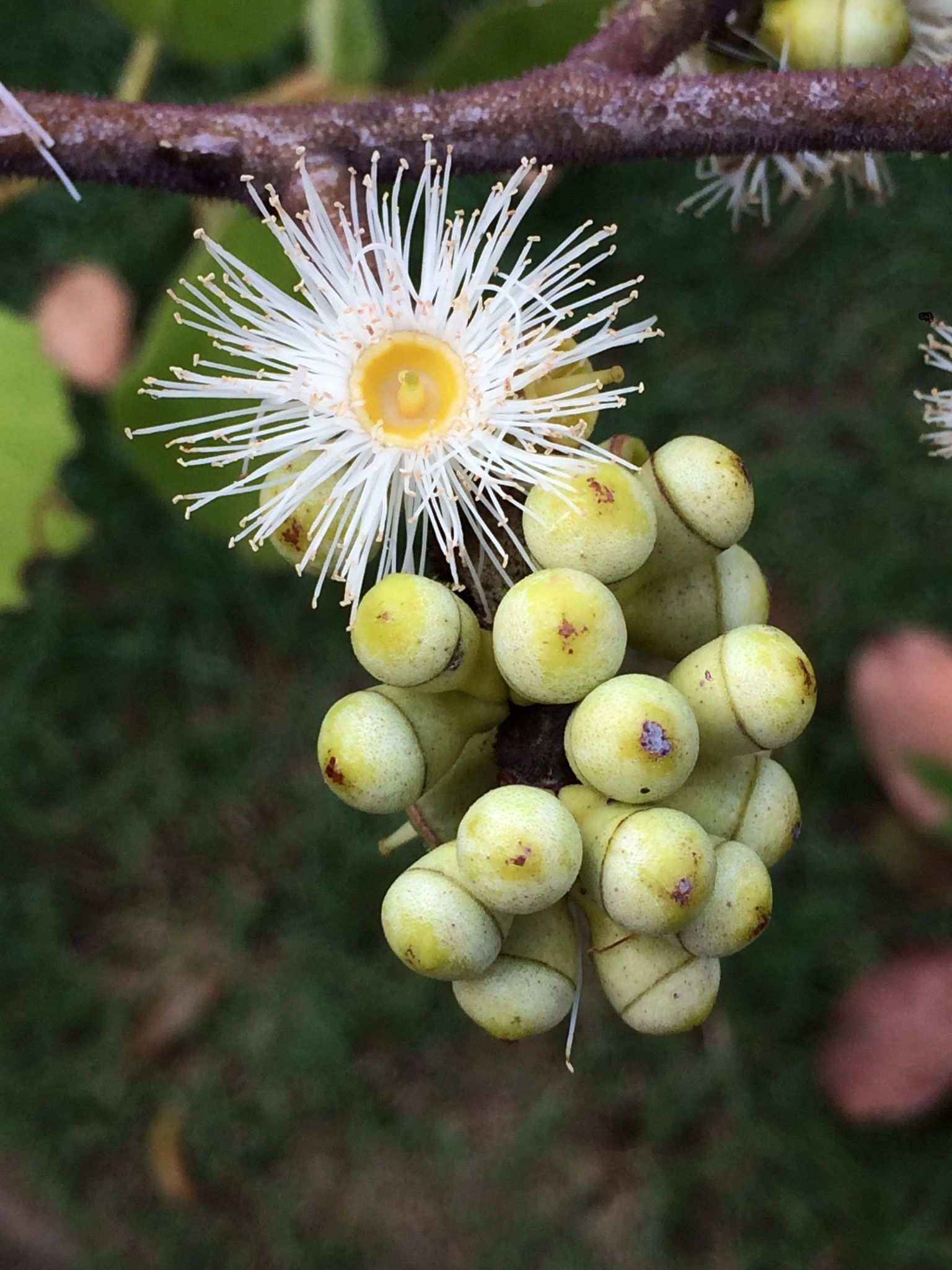 Corymbia torelliana