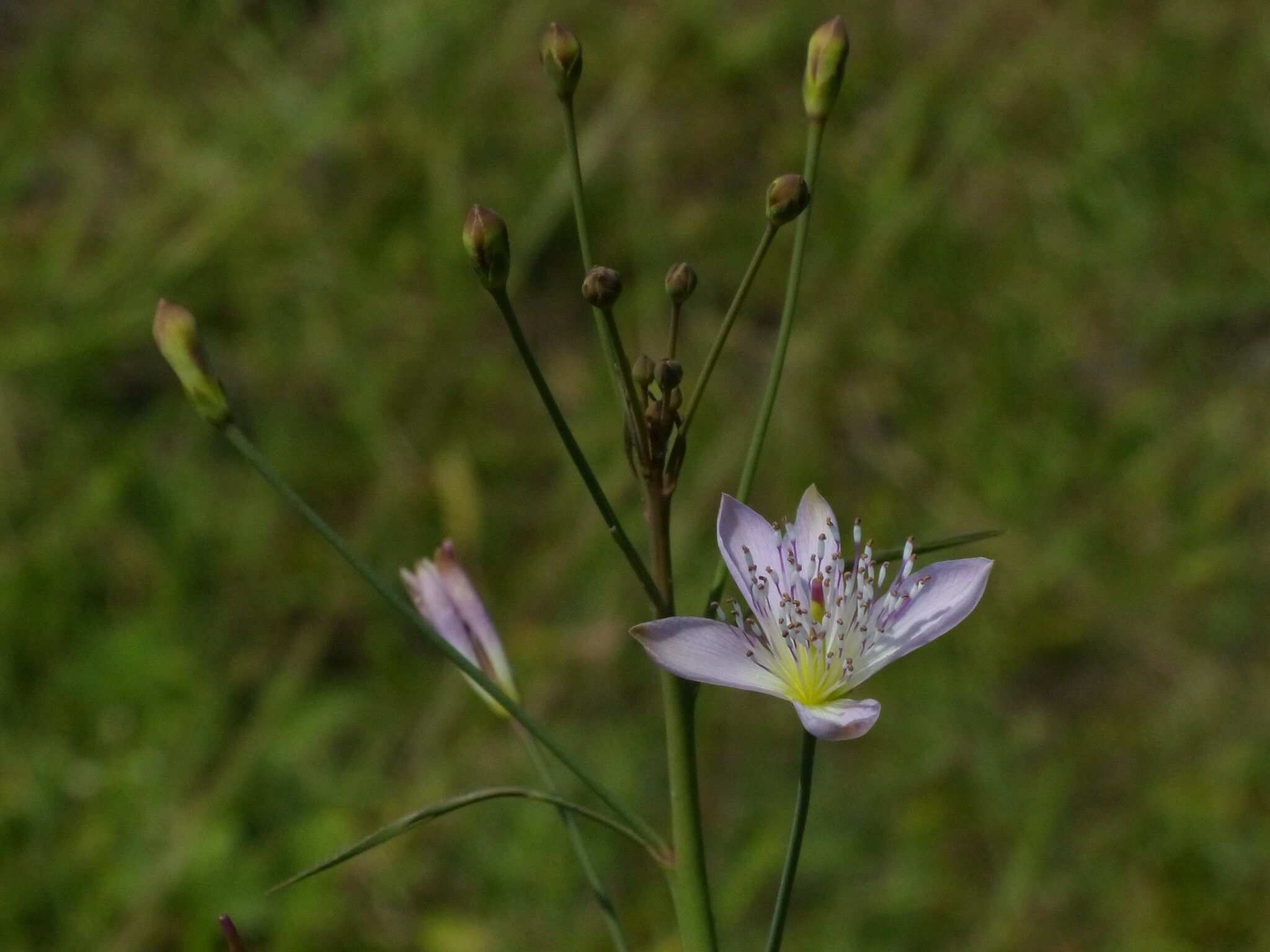 Corynandra chelidonii