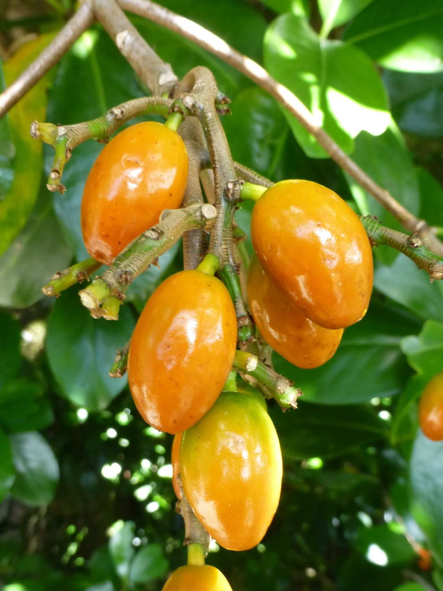 Corynocarpus laevigatus