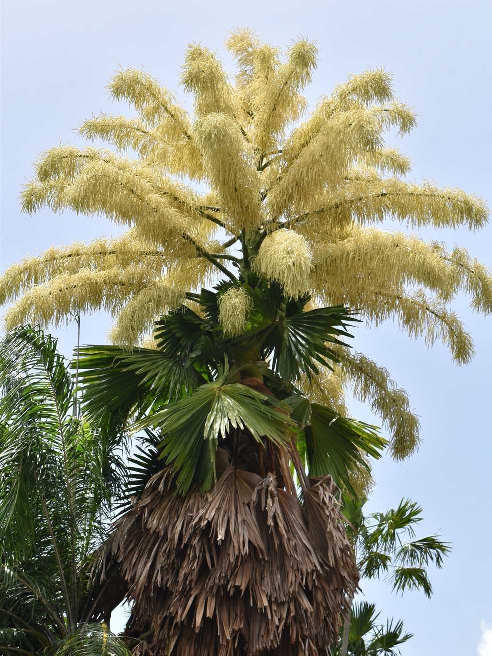 Corypha umbraculifera