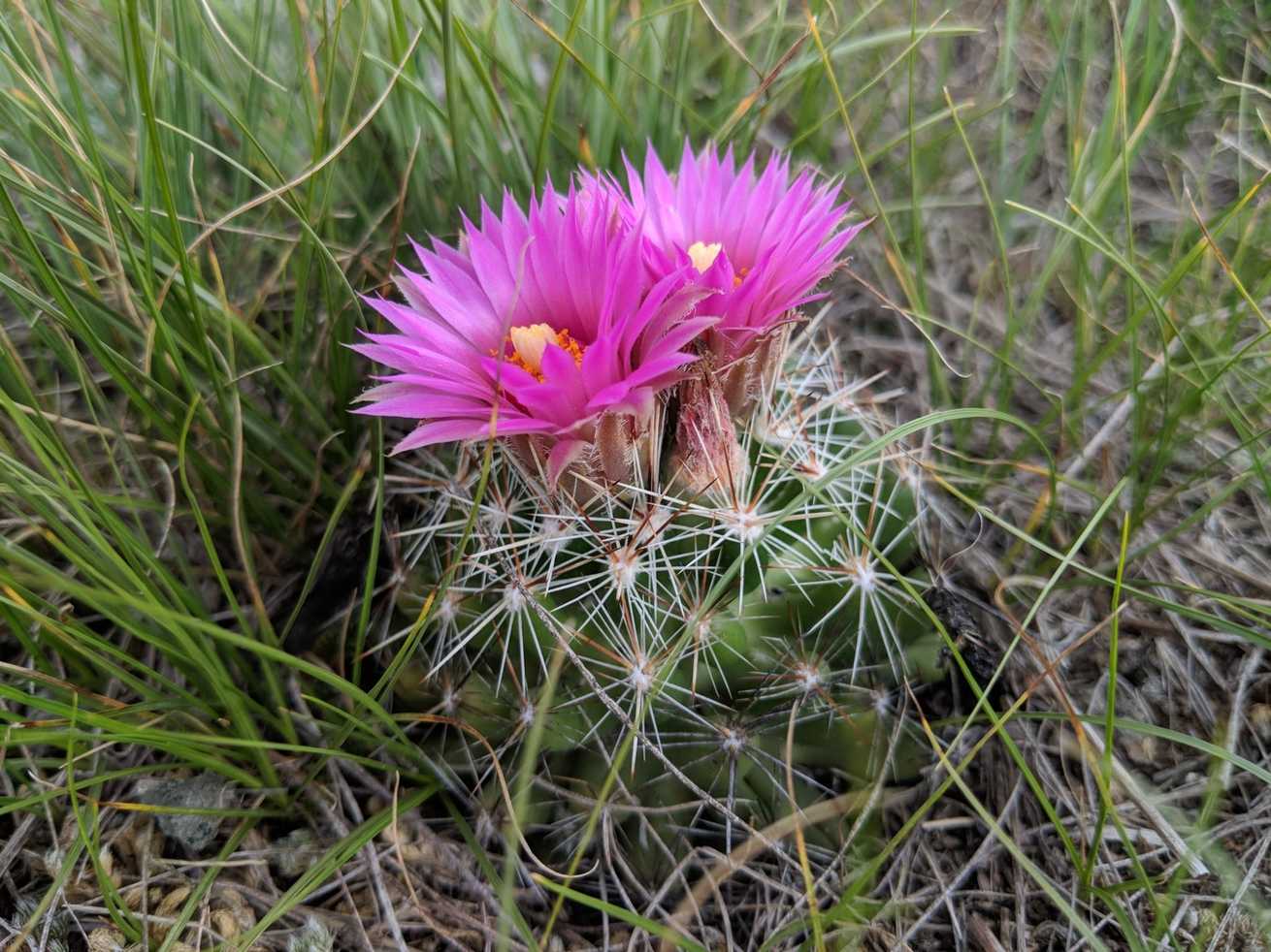Coryphantha vivipara