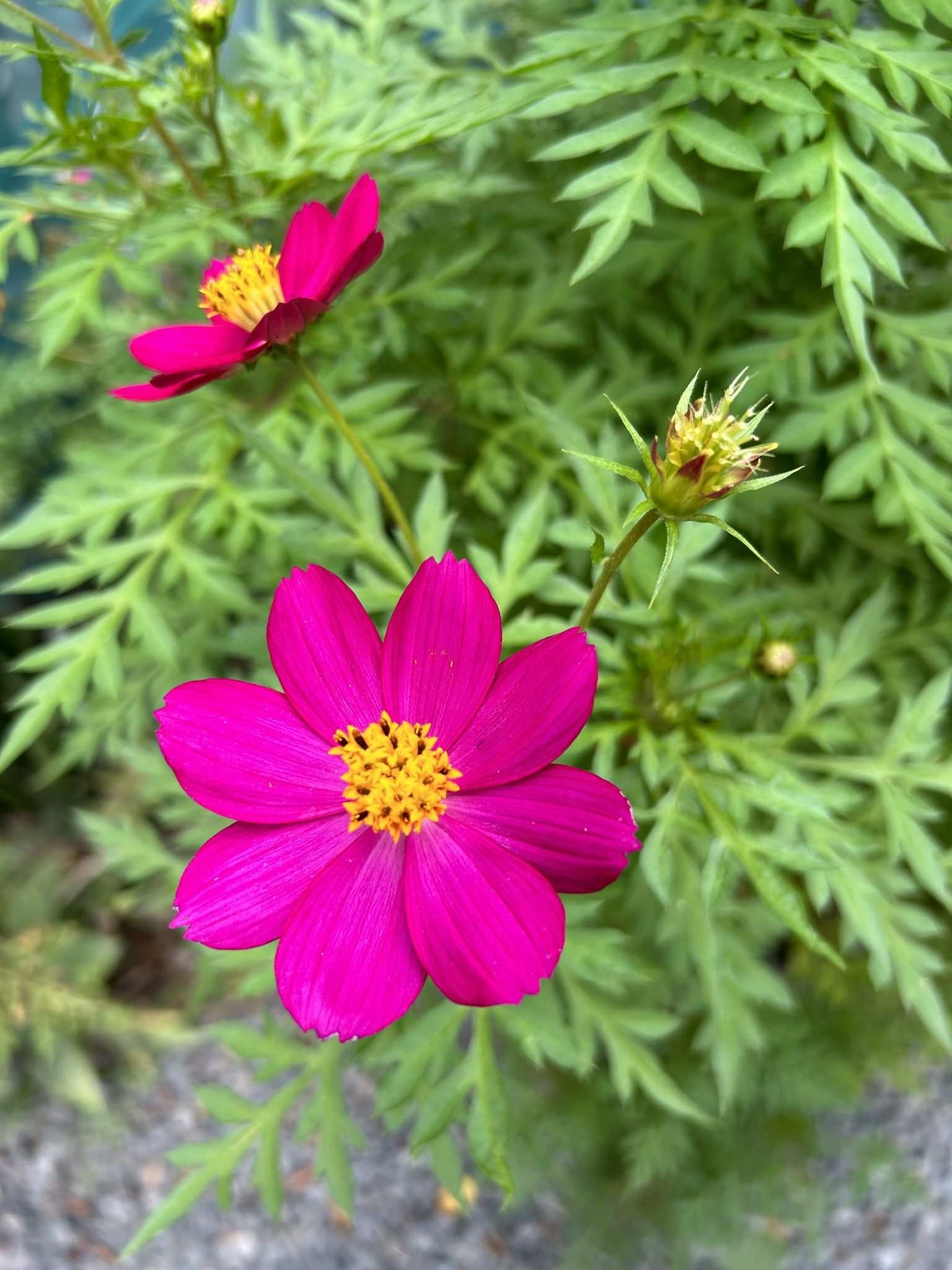 Cosmos caudatus