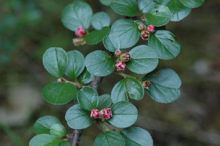 Cotoneaster apiculatus