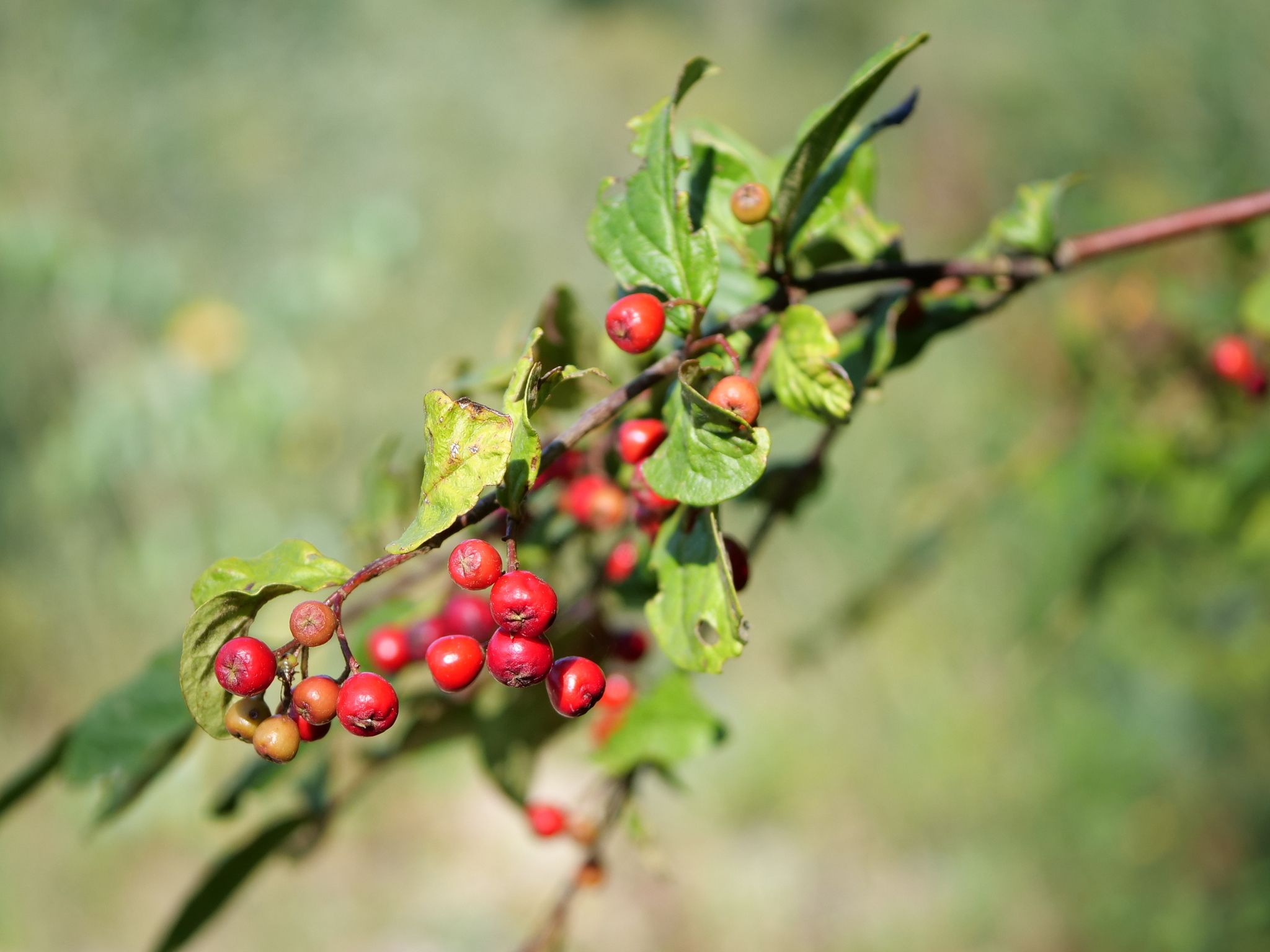 Cotoneaster bullatus