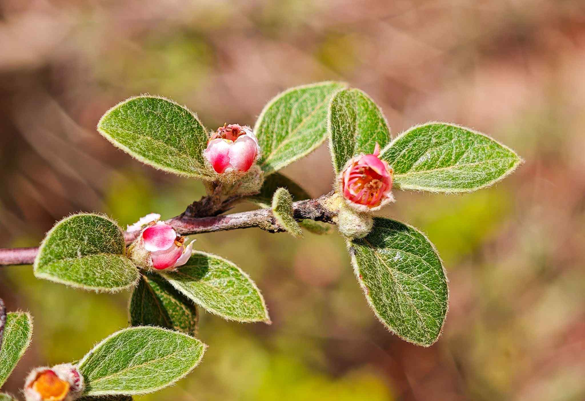 Cotoneaster buxifolius
