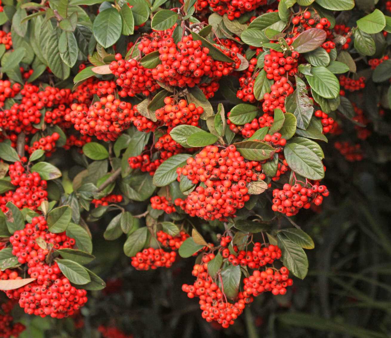 Cotoneaster coriaceus