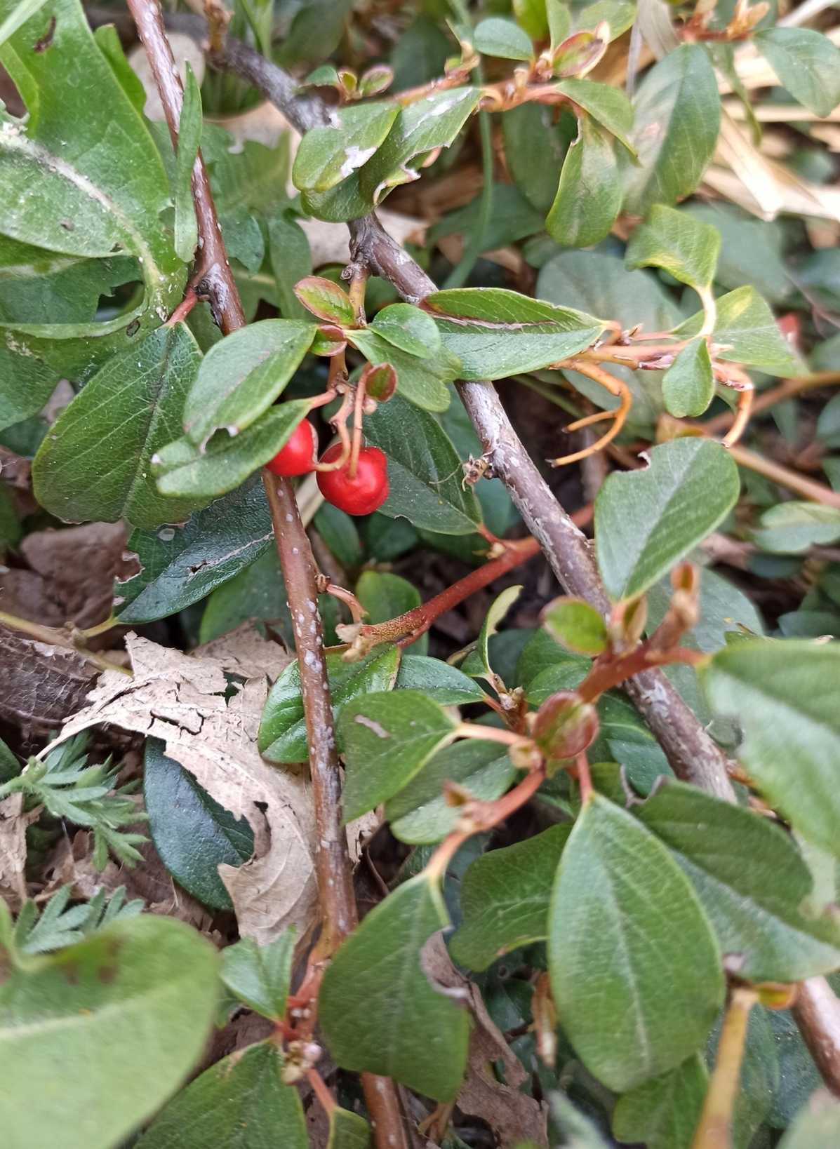 Cotoneaster dammeri