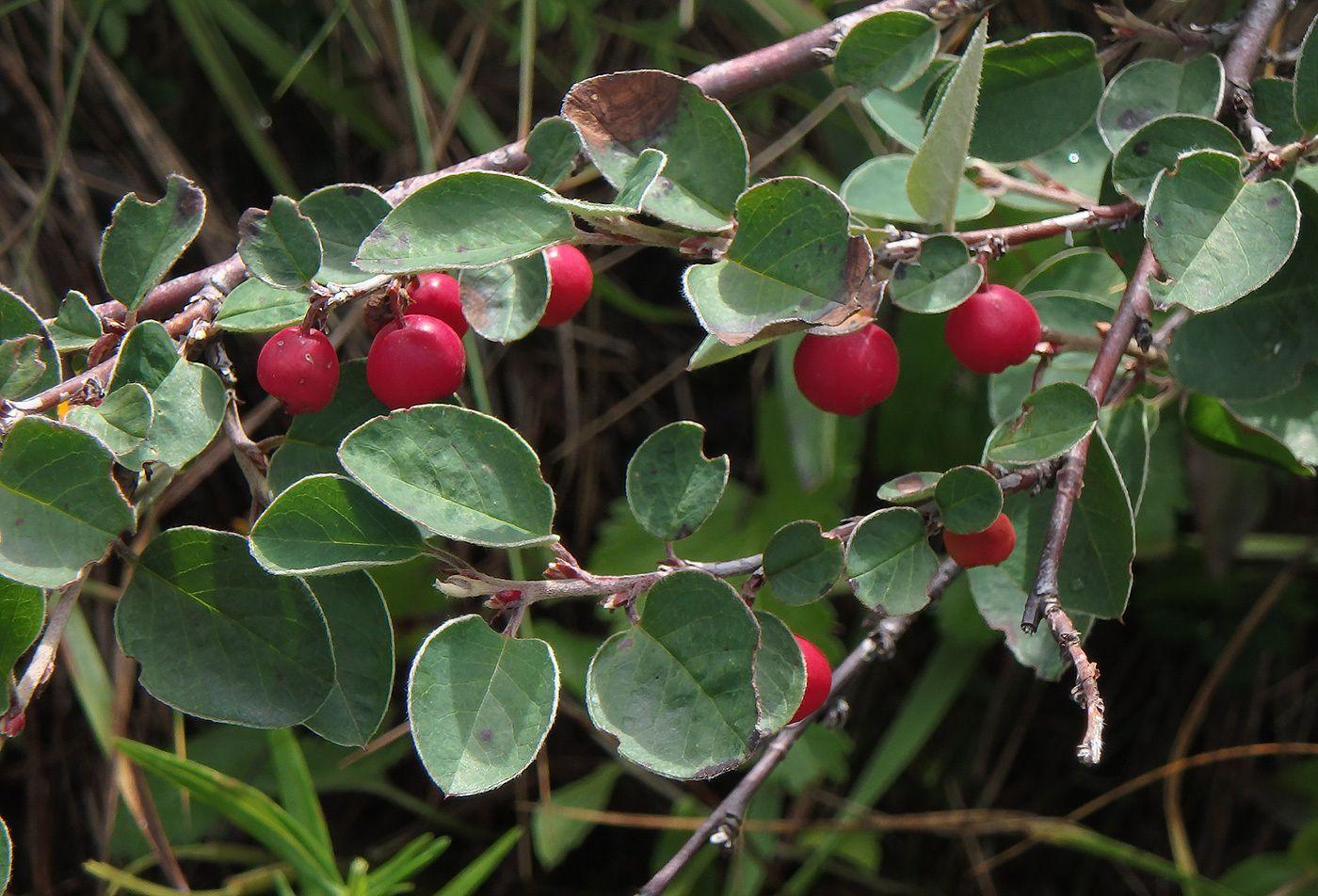 Cotoneaster integerrimus