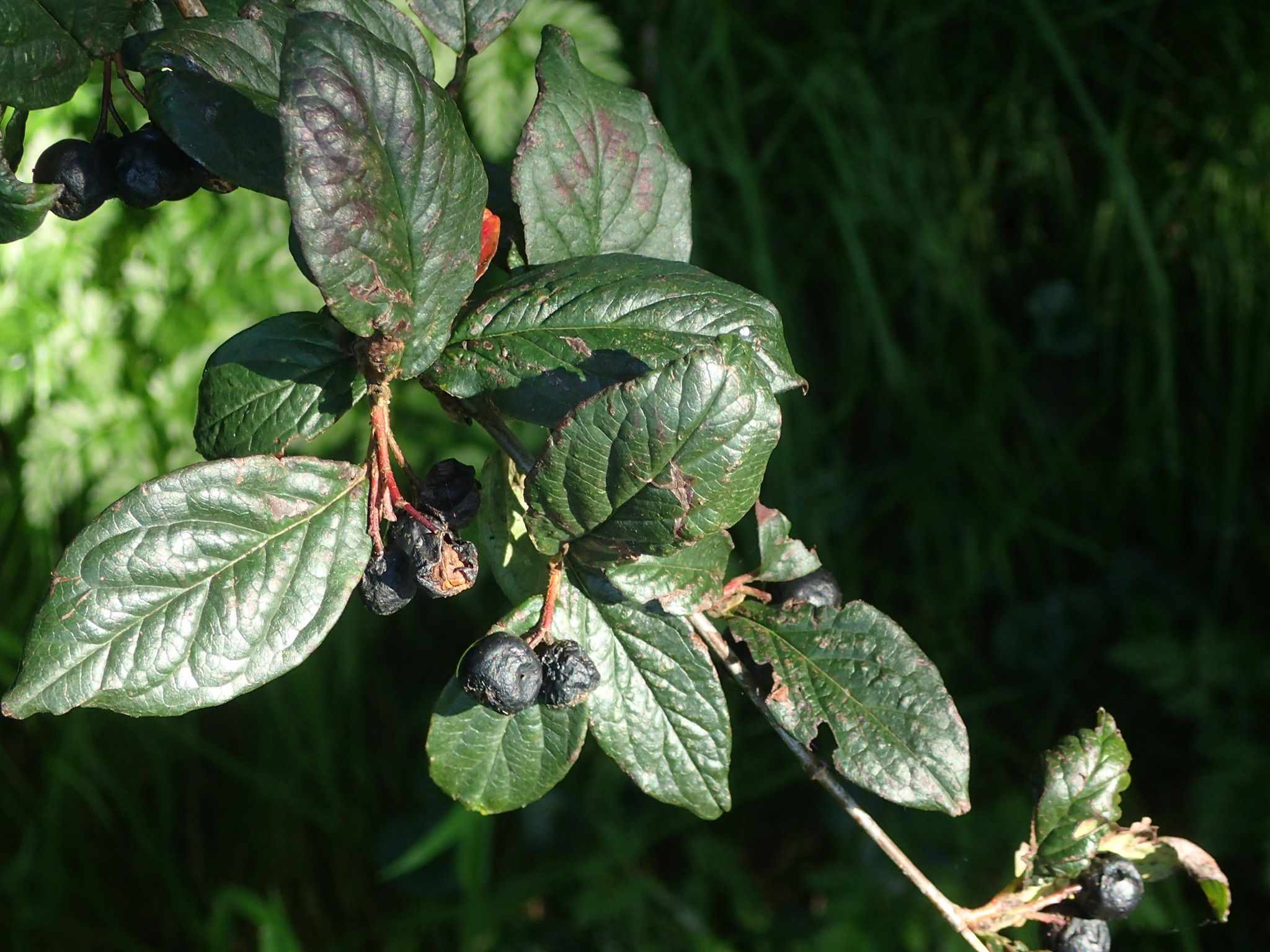 Cotoneaster moupinensis