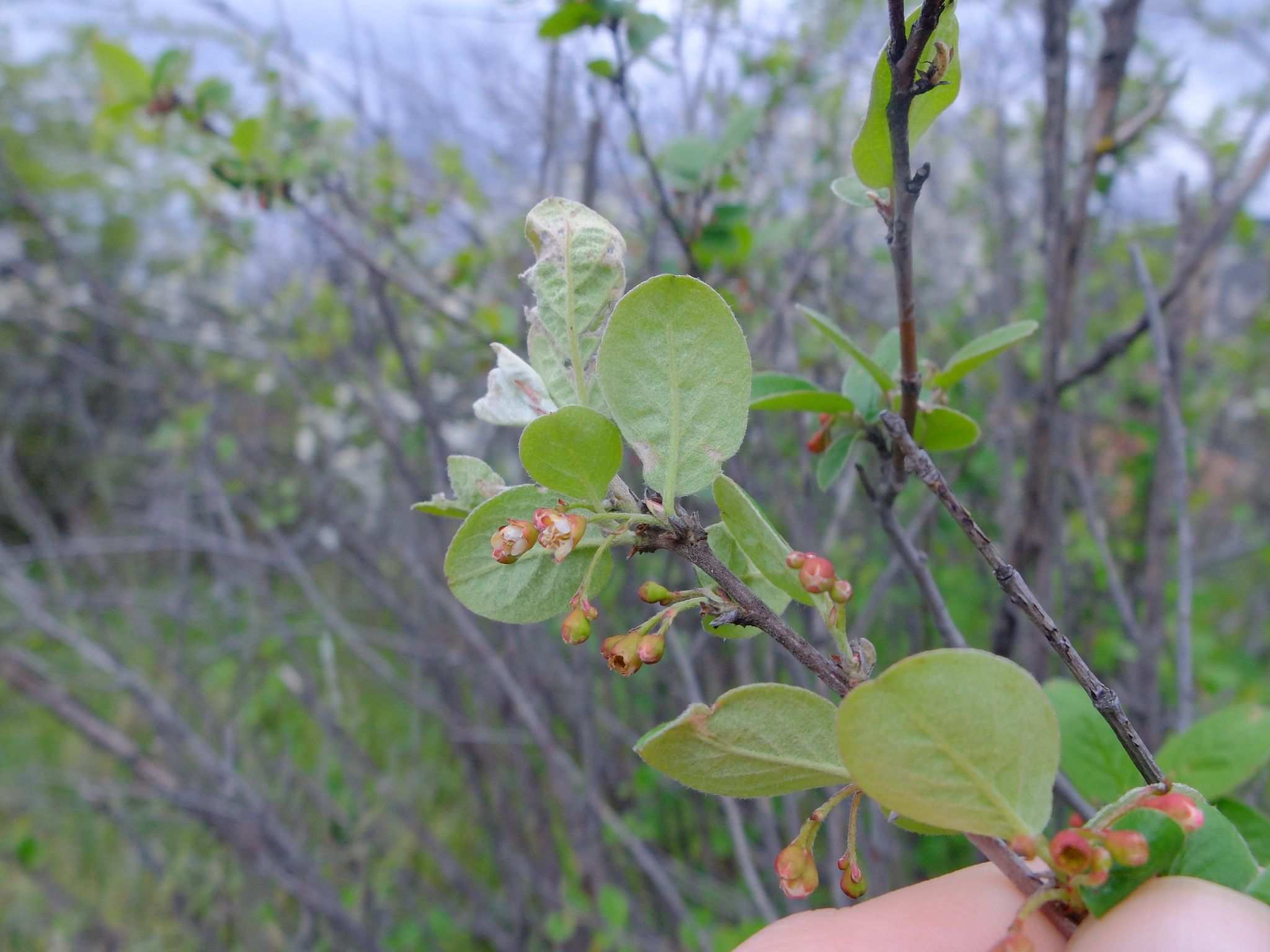 Cotoneaster niger