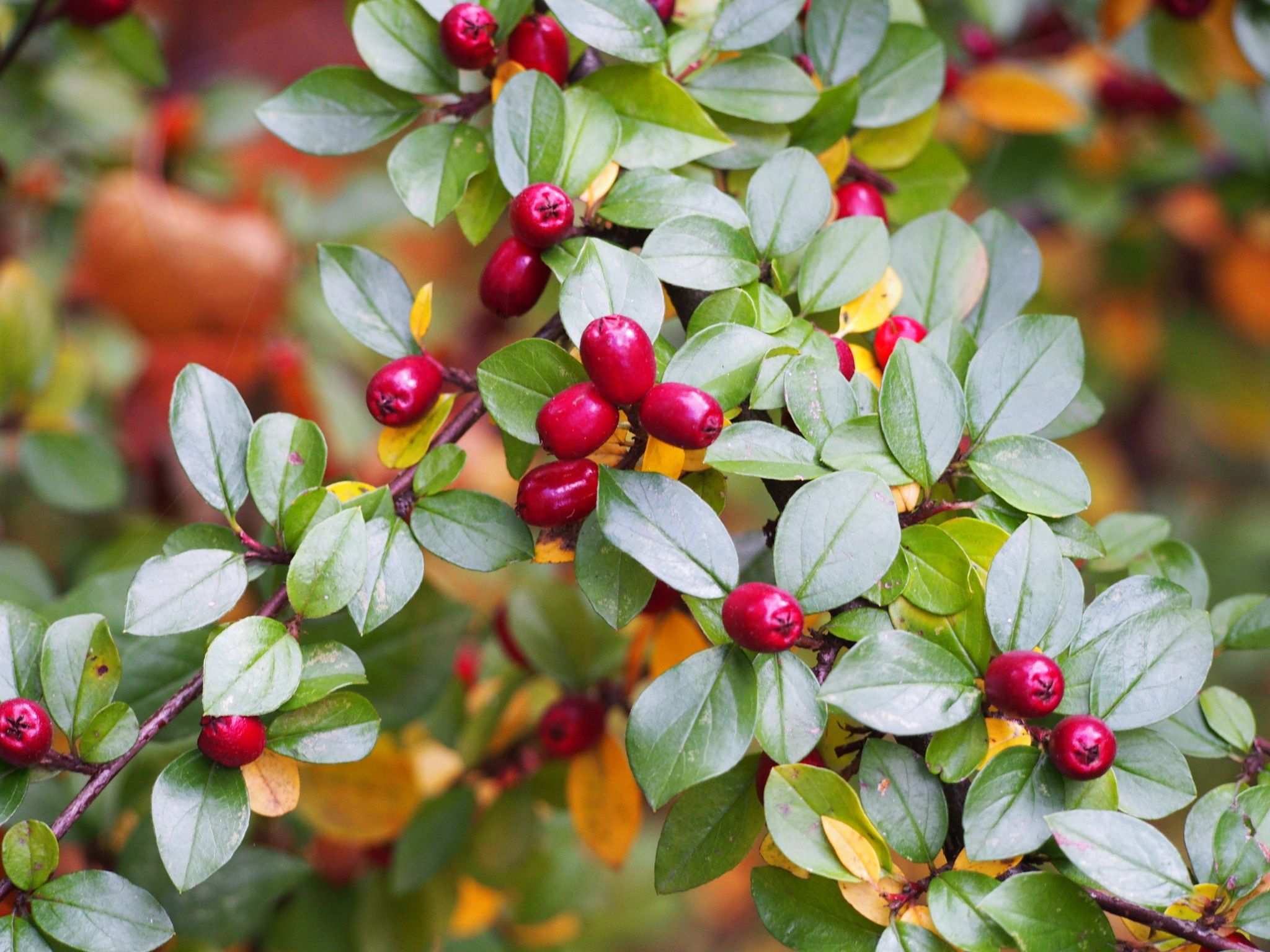 Cotoneaster sp.