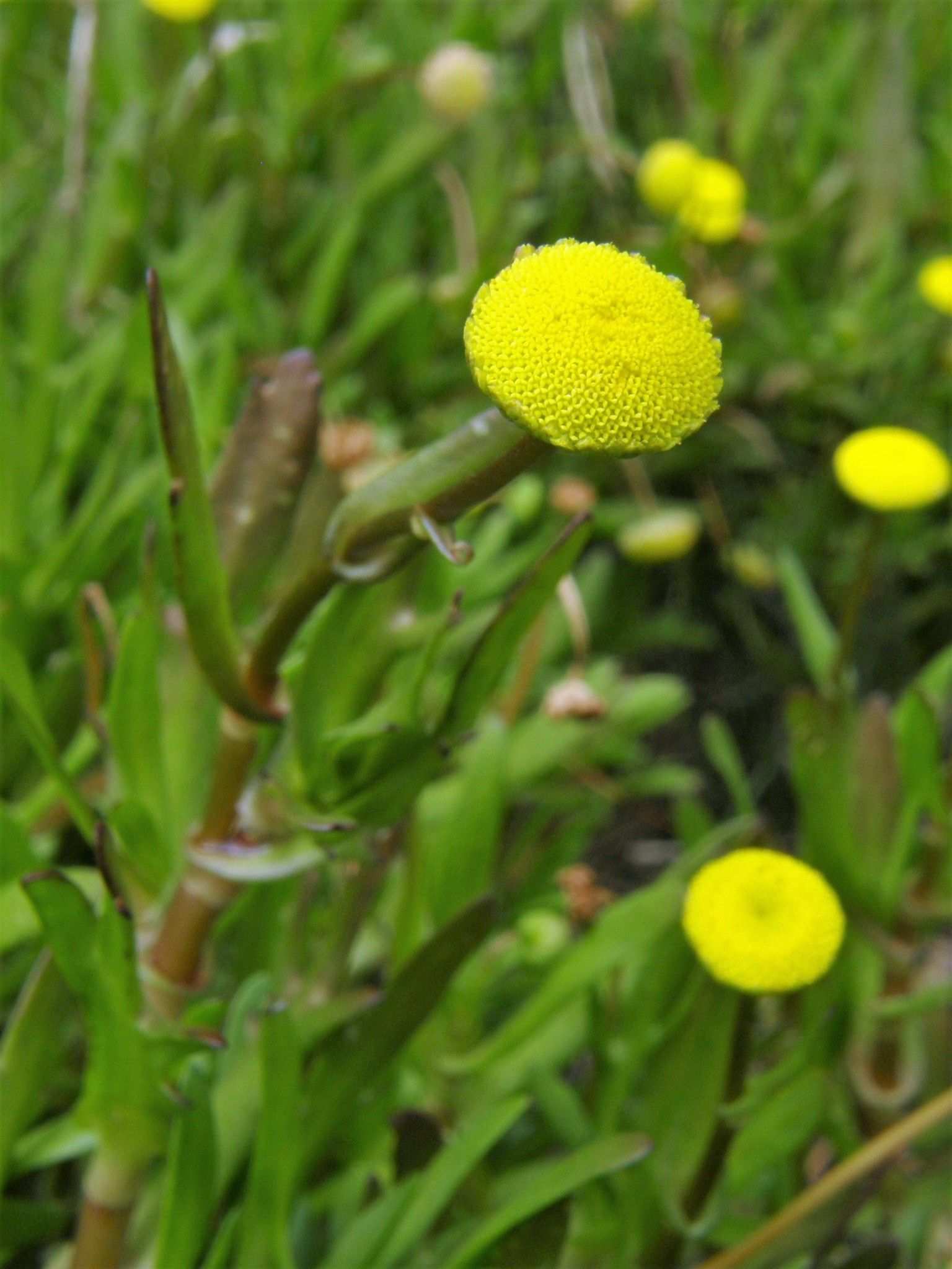 Cotula coronopifolia