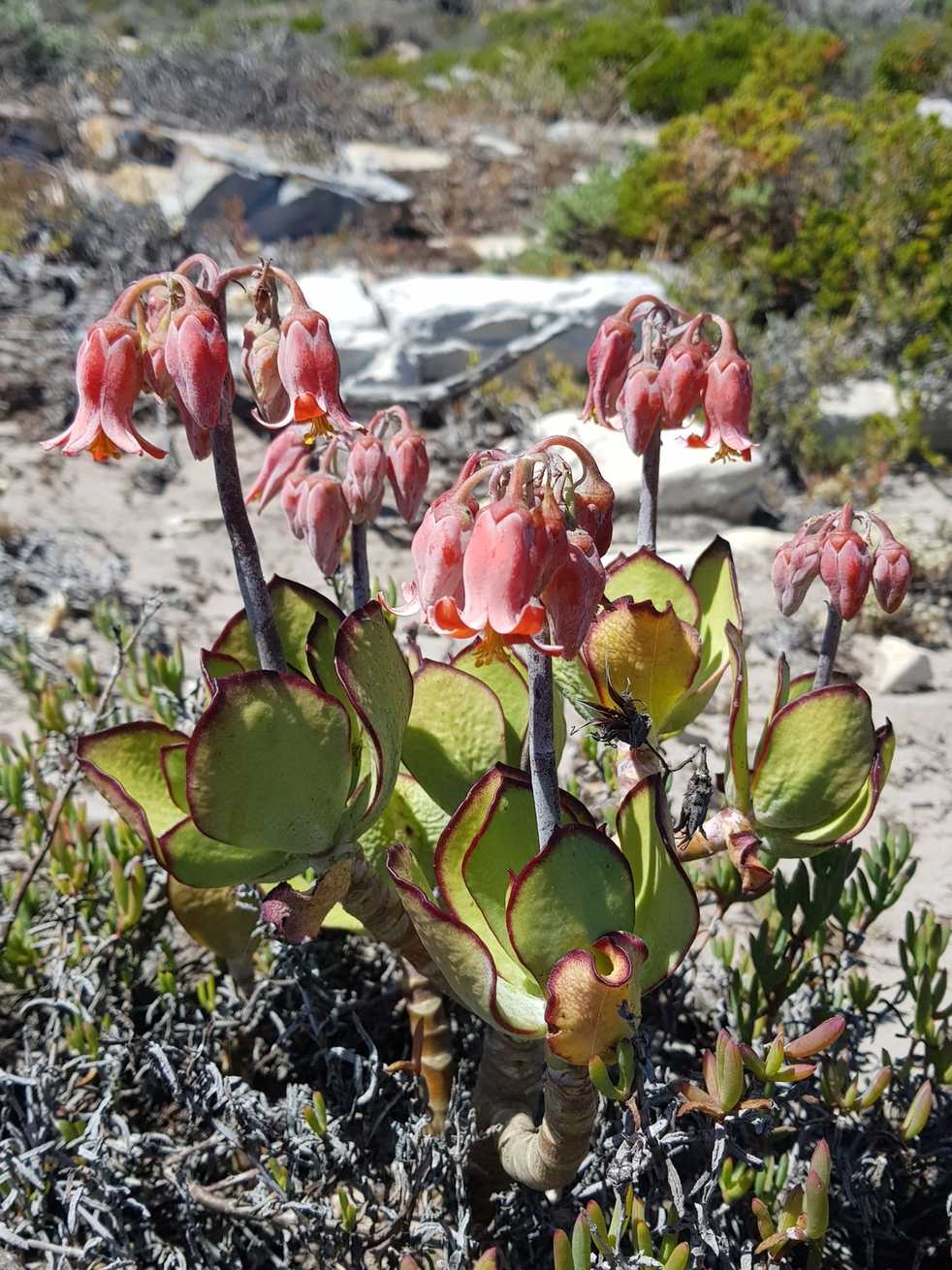 Cotyledon orbiculata