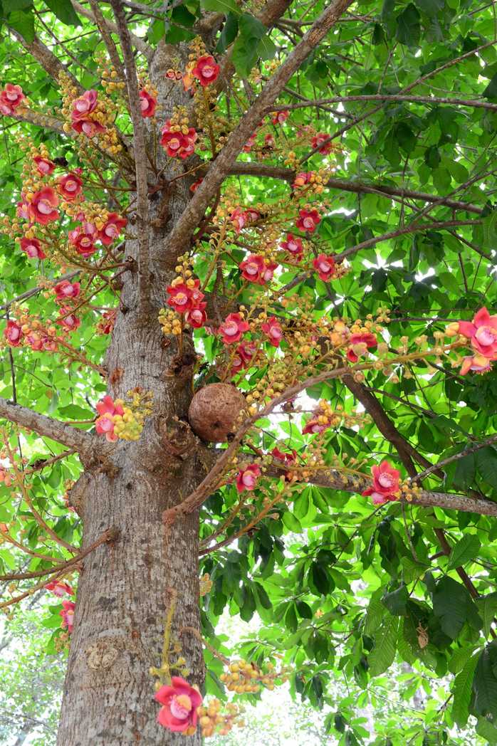 Couroupita guianensis