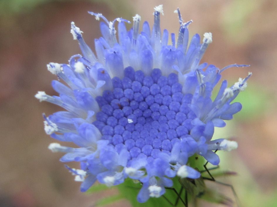 Crassocephalum rubens