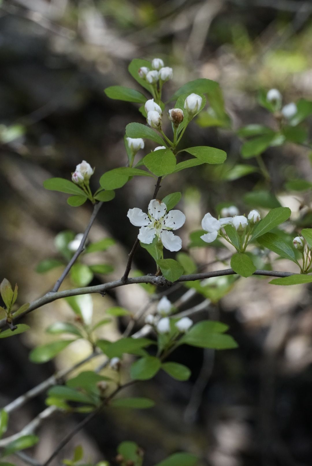 Crataegus aestivalis