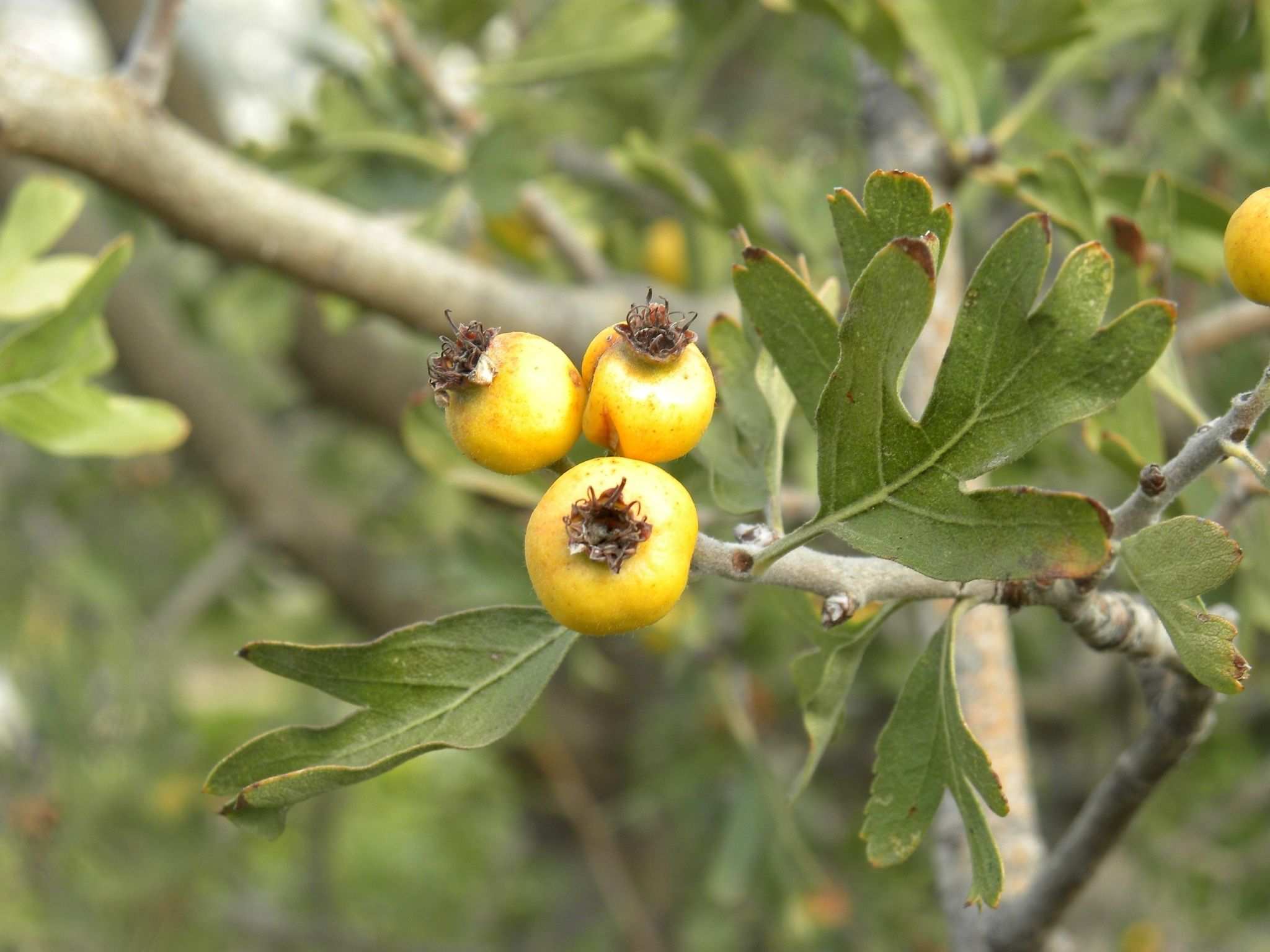 Crataegus azarolus