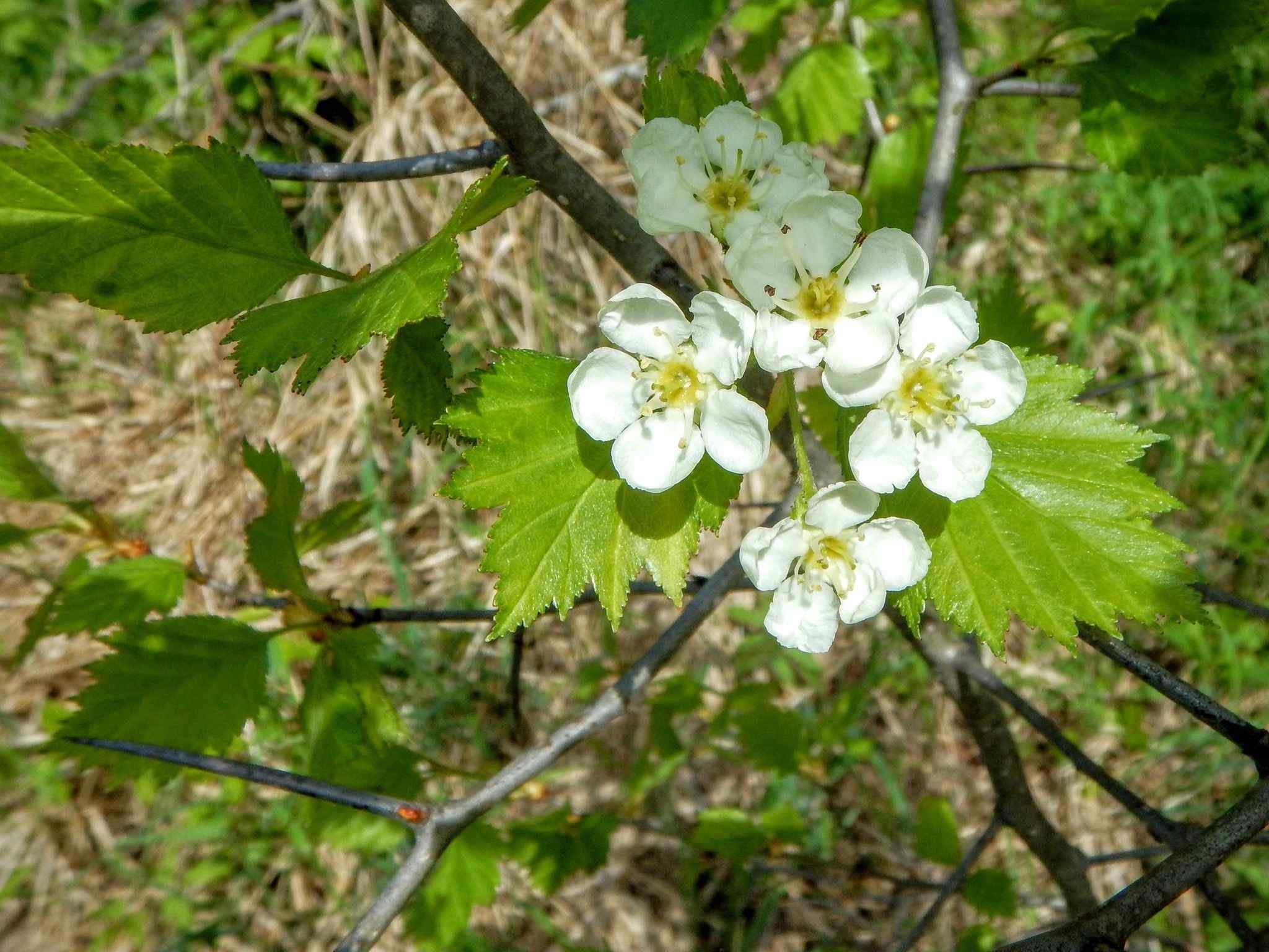 Crataegus chrysocarpa