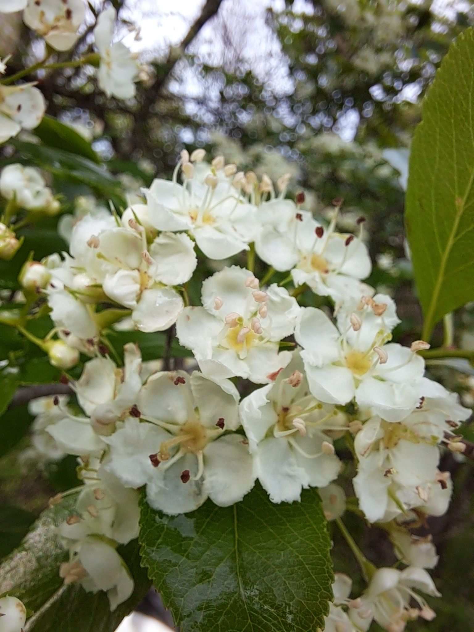 Crataegus crus-galli