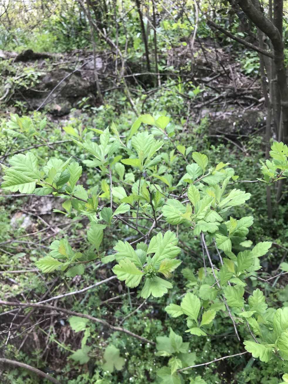Crataegus cuneata