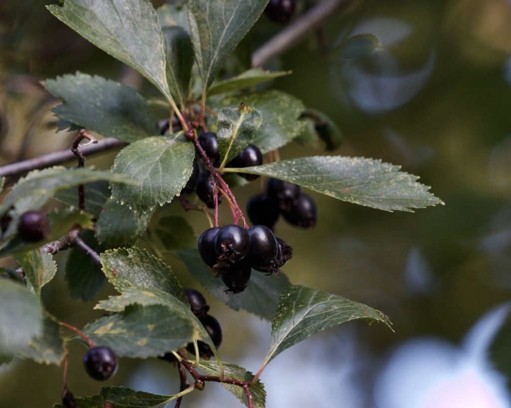 Crataegus douglasii