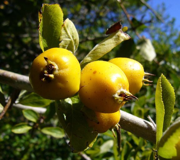 Crataegus gracilior
