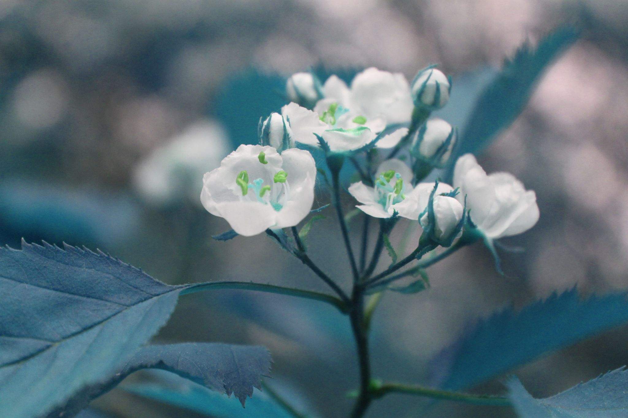 Crataegus holmesiana