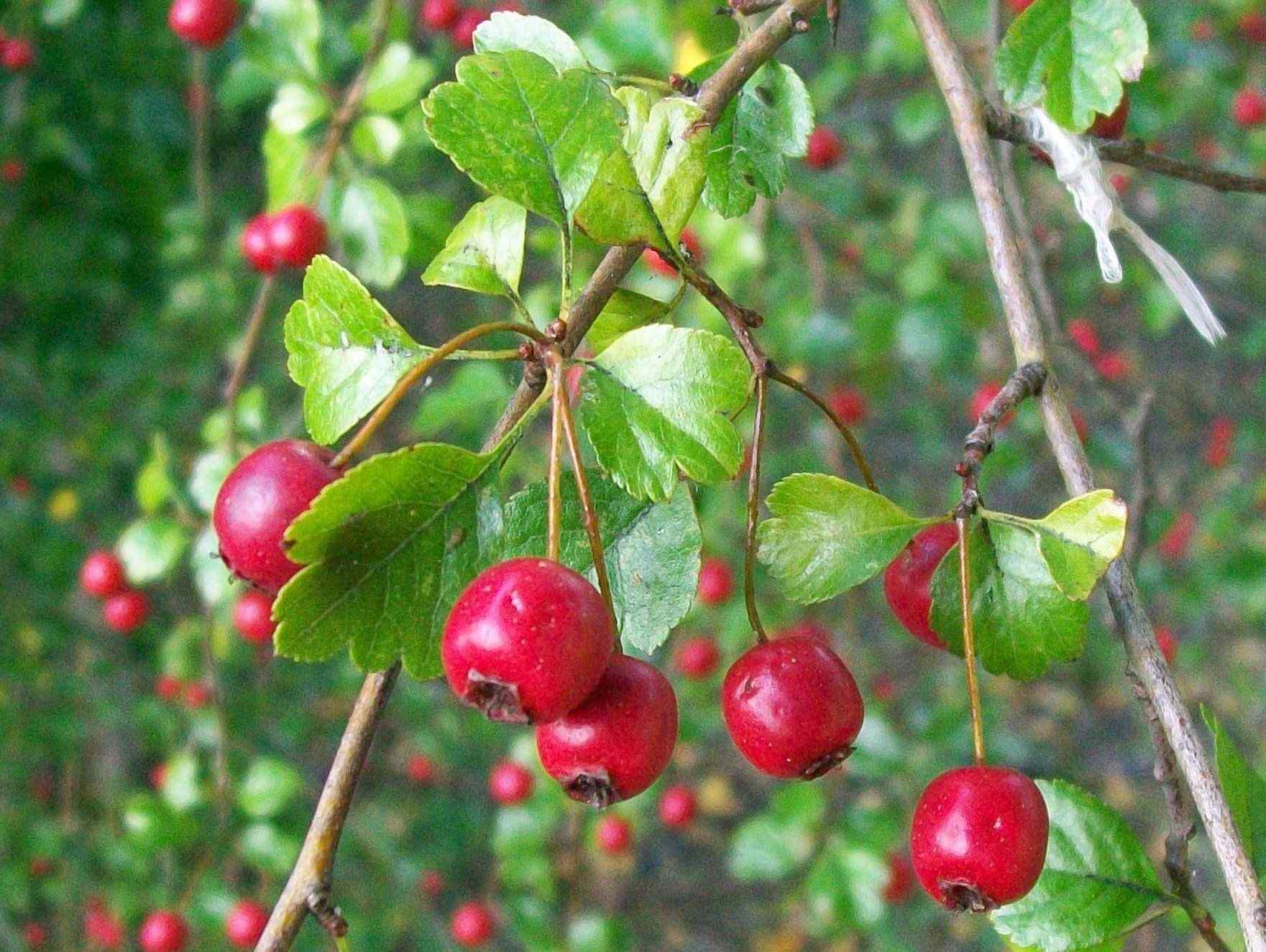 Crataegus laevigata