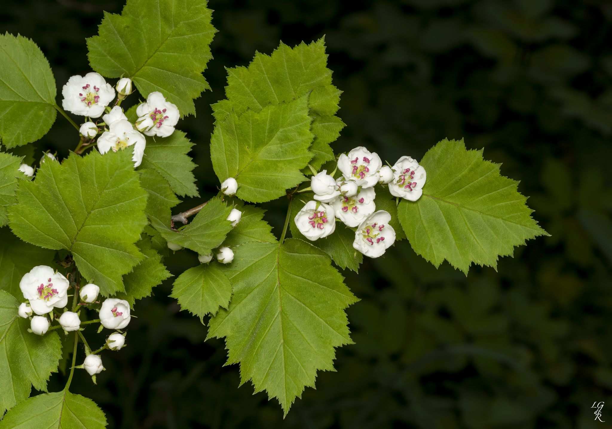 Crataegus macrosperma