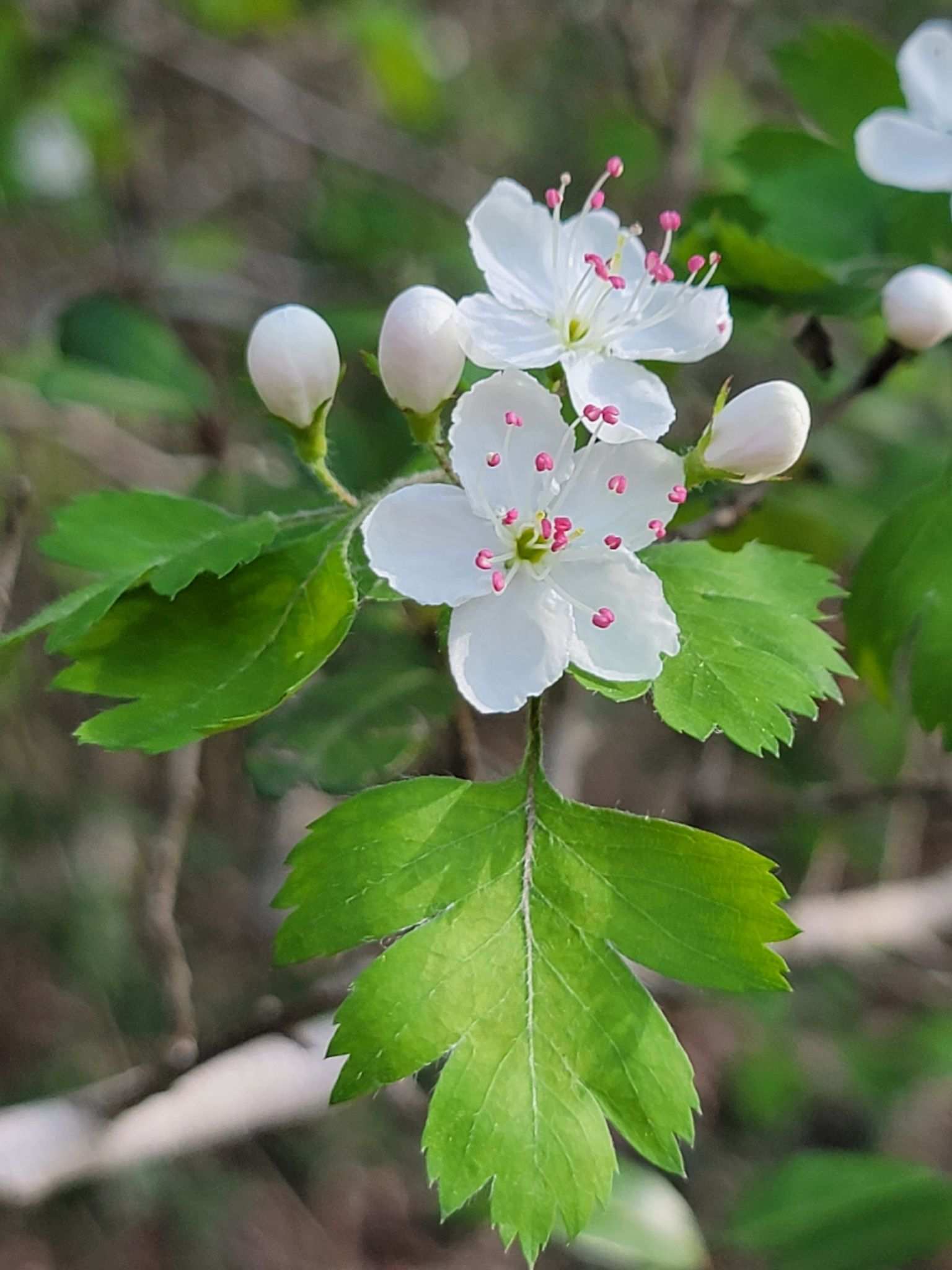 Crataegus marshallii