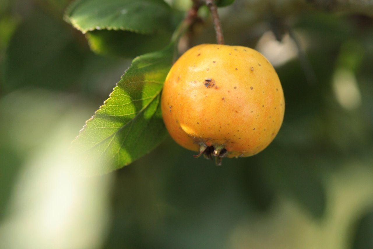 Crataegus mexicana